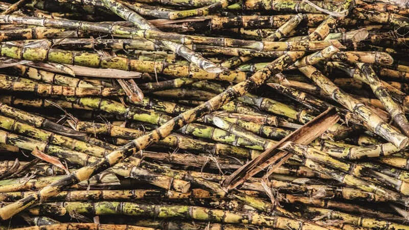 Imagem Globo Rural: Estudo dá indícios de como a cana resiste a pragas e clima desfavorável