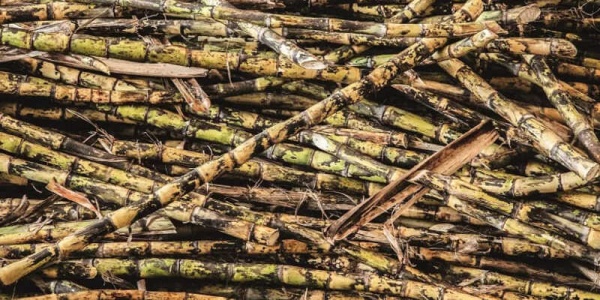 Imagem Globo Rural: Estudo dá indícios de como a cana resiste a pragas e clima desfavorável