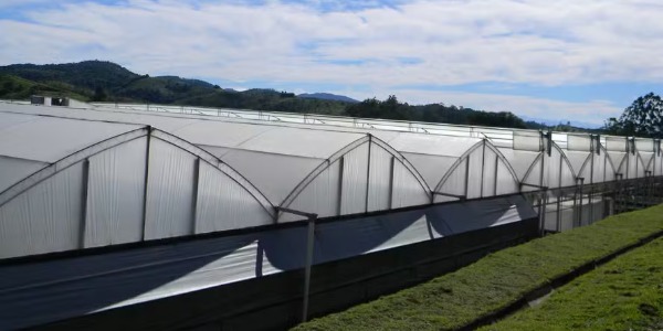 Imagem Mercado de estufas espera forte crescimento no Brasil nos próximos anos