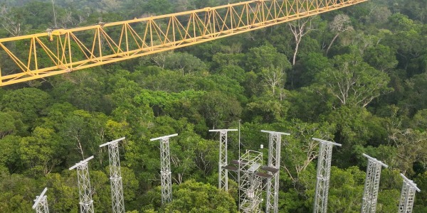Imagem Como o programa AmazonFACE, em fase final de implantação, vai revelar como a floresta resistirá às mudanças climáticas
