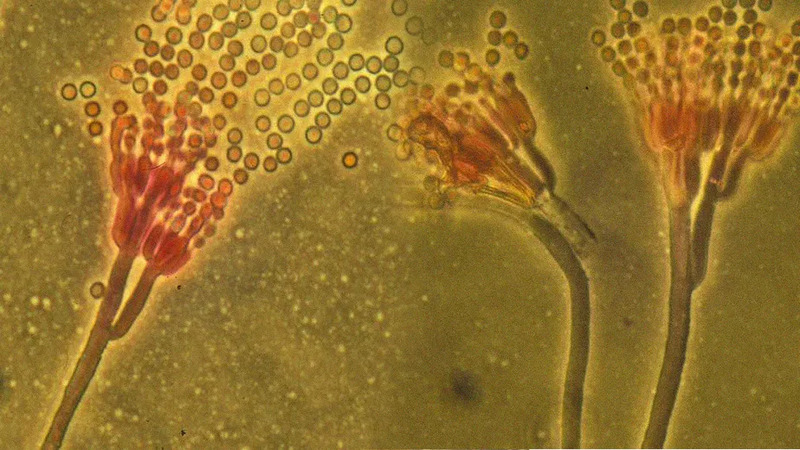Imagem O Globo: Fungos mágicos: como esses seres ajudam a moldar a vida no planeta e podem influenciar nossa rotina