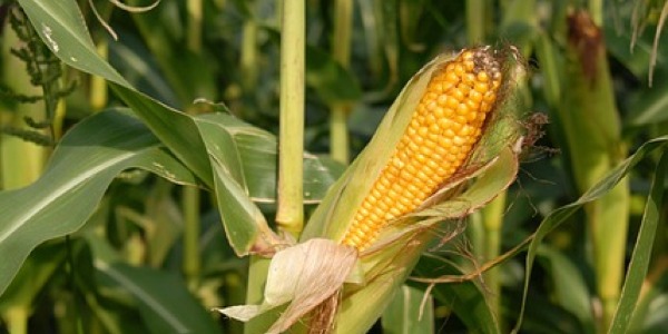 Imagem Novo centro de pesquisa em etanol mira expansão do milho em São Paulo