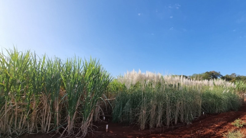 Imagem Eurekalert: Artificial intelligence helps predict performance of sugarcane in the field
