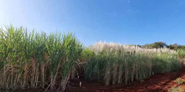 Imagem Eurekalert: Artificial intelligence helps predict performance of sugarcane in the field