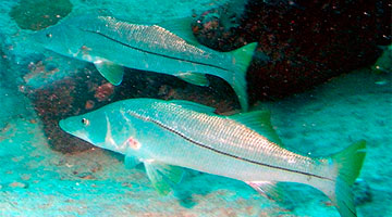 Imagem: Ausência de políticas de conservação de cardumes ameaça espécies de peixes