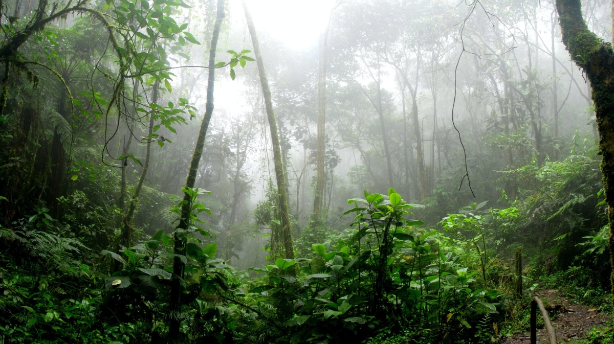 Imagem Defesa de tese aborda ecologia e mudanças climáticas na Amazônia brasileira
