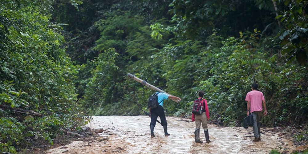 Imagem: Algoritmo brasileiro busca projetar futuro da floresta amazônica e prever mudança de captação de CO2