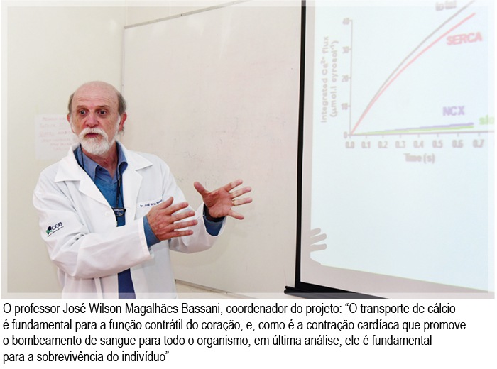 Imagem Envelhecimento altera fluxo de cálcio no coração, revela estudo