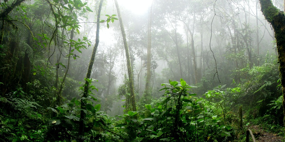Imagem: Defesa de tese aborda ecologia e mudanças climáticas na Amazônia brasileira
