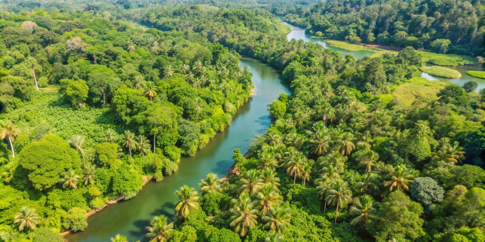 Imagem Futuros Sustentáveis da Amazônia: FAPESP lança chamada com Universidade da Guiana