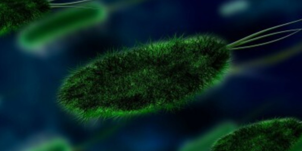 Imagem Pós-doutorado em biotecnologia aplicada a biocombustíveis na Unicamp