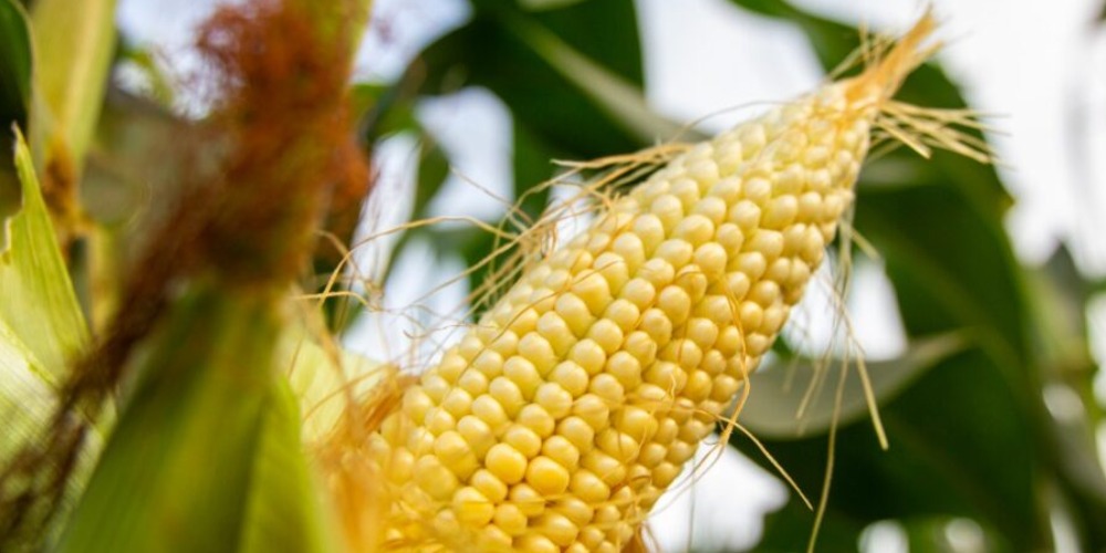 Imagem SmartPest-Ghana