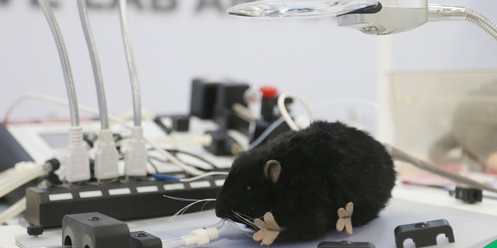 Imagem CEMIB recebe premiações em congressos da Sociedade Brasileira de Ciência em Animais de Laboratório e FESSACAL