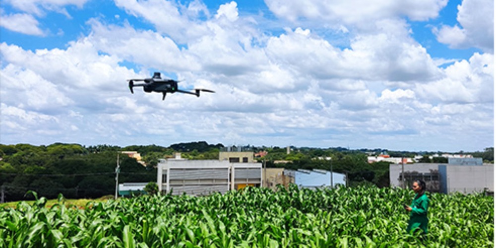 Imagem Uso de drones potencializa melhoramento genético de plantas de milho tolerantes à seca