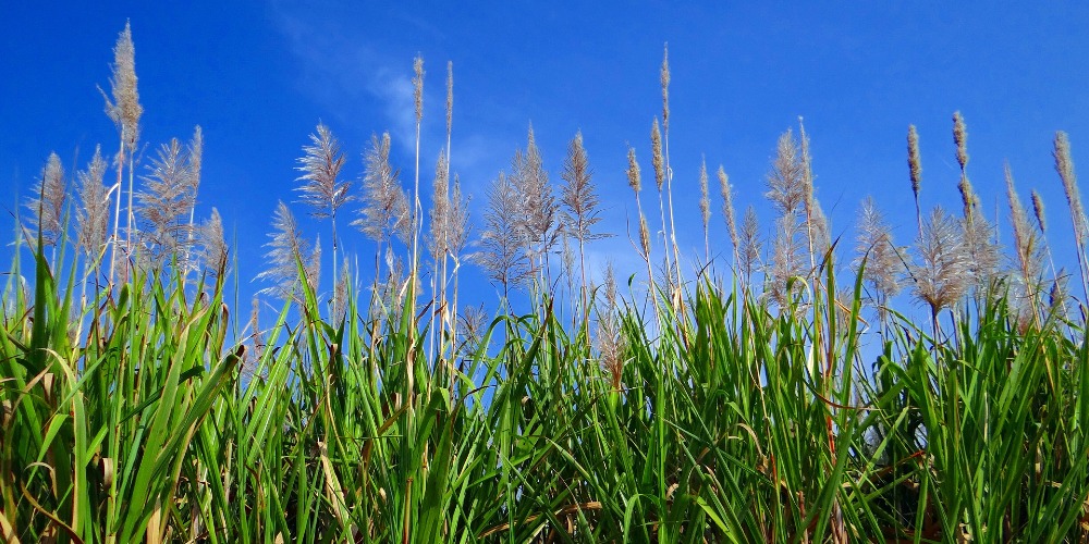 Imagem: Pesquisa identifica genes potencialmente responsáveis por resistência da cana a pragas, frio ou seca