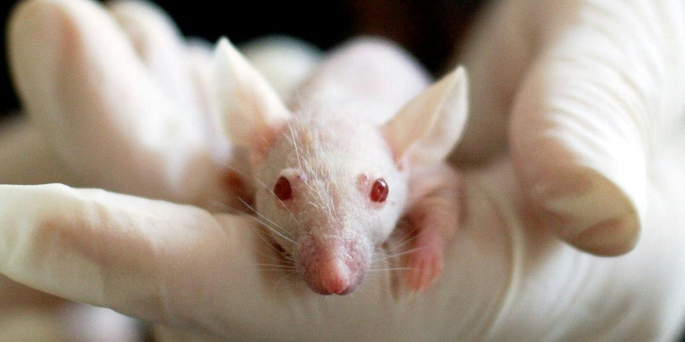 Imagem Palestra sobre Legislação, Ética e Bem-estar Animal.